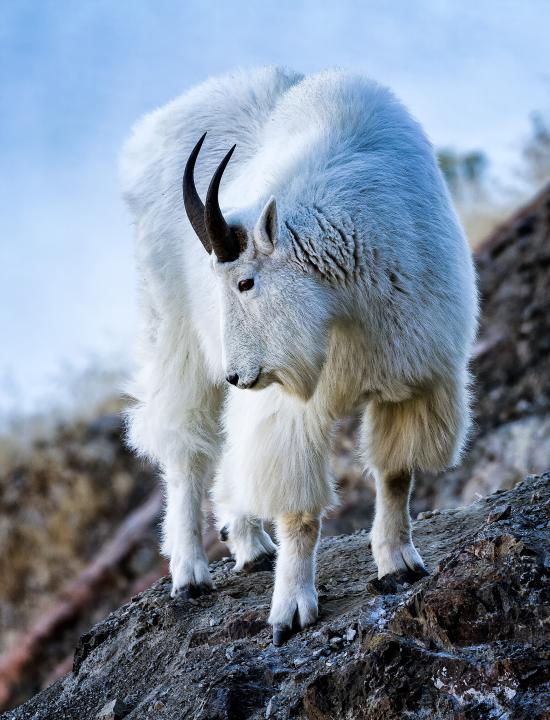 Rocky Mountain Goat | Shutterbug